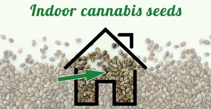 Indoor cannabis seeds