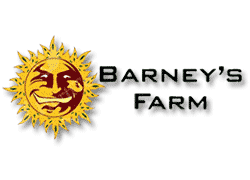 Barney´s Farm - semillas de cannabis feminizadas, autoflorecientes