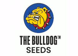 Bulldog Seeds - semillas de cannabis feminizadas, autoflorecientes