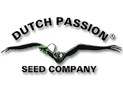 Dutch Passion - semillas de cannabis regulares, feminizadas, autoflorecientes