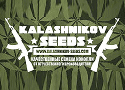 Kalashnikov Seeds