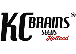 K.C. Brains