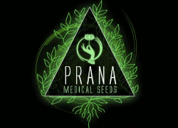 Comprar Semillas de Cannabis Prana Medical Seeds en Hipersemillas