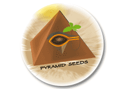 Pyramid Seeds - semillas de cannabis feminizadas, autoflorecientes comprar online