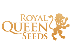 Comprar Semillas de Cannabis Royal Queen Seeds en Hipersemillas