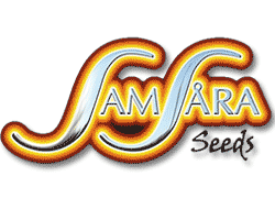 Comprar Semillas de Cannabis Samsara Seeds en Hipersemillas