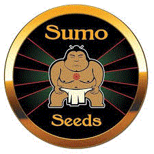 Comprar Semillas de Cannabis Sumo Seeds en Hipersemillas
