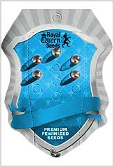 Fast Eddy CBD Auto 100% (5) order at Hipersemillas