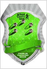 Compre Diesel Auto 100% (25) *** em Hipersemillas