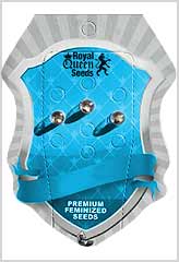 Fast Eddy CBD Auto 100% (3) order at Hipersemillas
