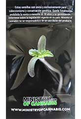 AUTO God's Glue 100% (5) order at Hipersemillas