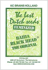 Comprar Bahia Black Head 100% en Hipersemillas