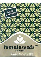 Acheter Auto White WidowxBig Bud 100% (10) à Hipersemillas