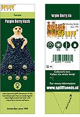 Purple Berry Kush 100% (5) order at Hipersemillas