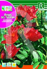 Comprar Árbol del Tulipán en Hipersemillas