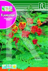Compre Flamboyant em Hipersemillas
