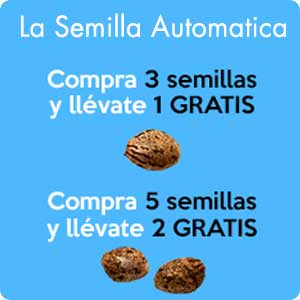 Promotion L.S.A