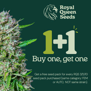 Promotion Royal Queen Seeds