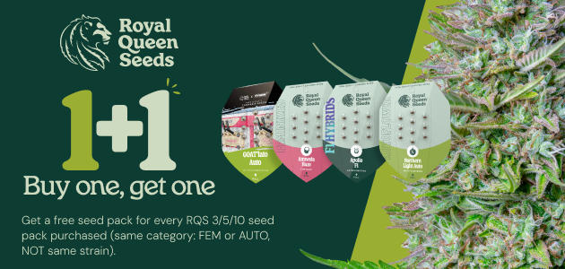Promotion Royal Queen Seeds