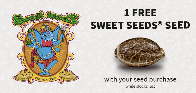 Promotion Sweet Seeds
